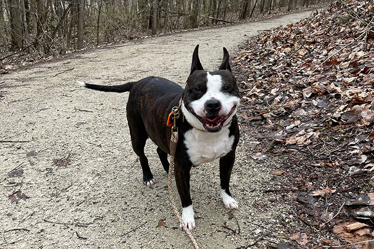A dog standing on a road, smiling at the camera