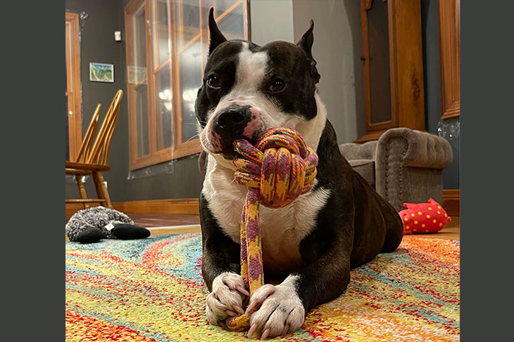 A dog laying on the floor playing with a toy