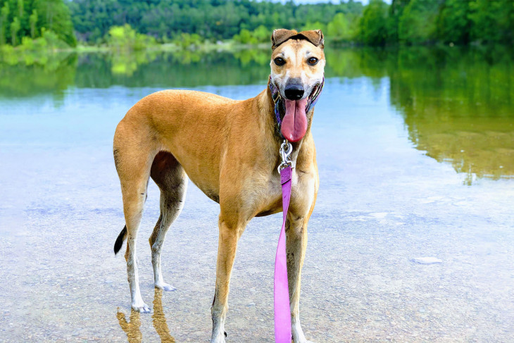 A dog standing in a lake in summer