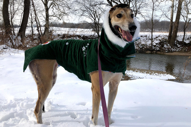 A dog standing in snow wearing a dog coat