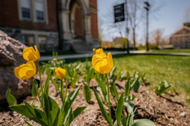 Tulips outside East College