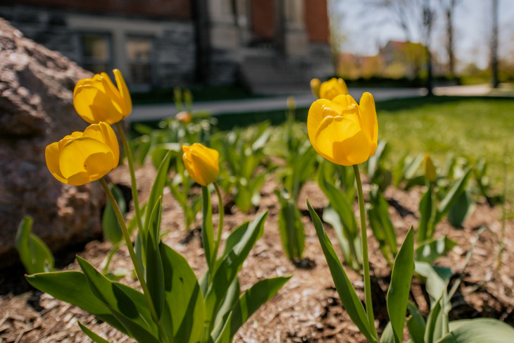 Yellow tulip blooms