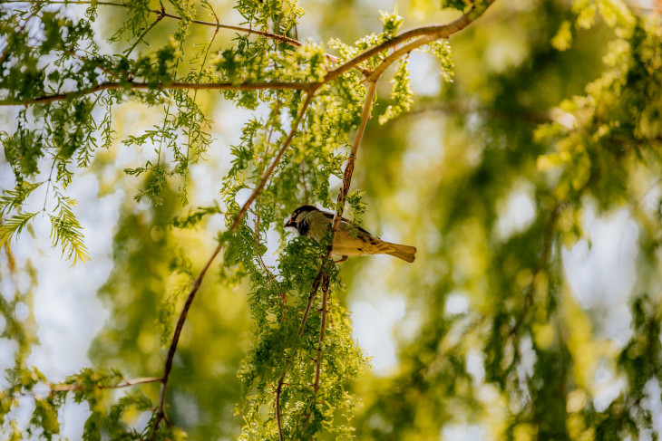 Bird perched in tree with sun filtering through branches