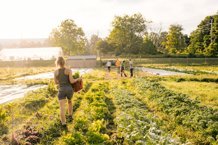 DePauw's campus farm with people harvesting during the morning