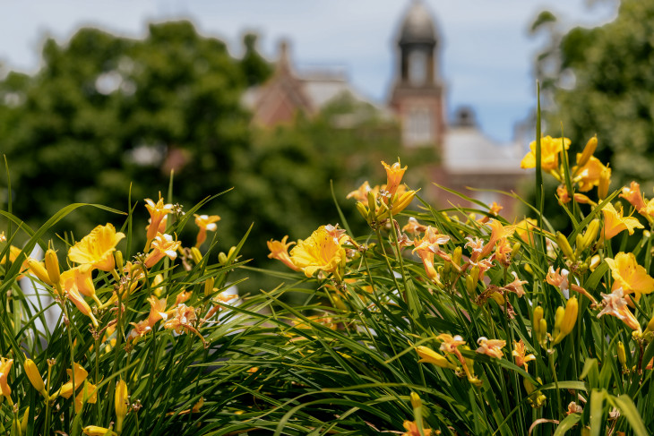 Yellow lilies in the foreground, East College in background