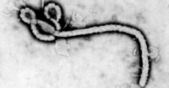 Sharon Crary: Protein-RNA interactions in Ebola virus