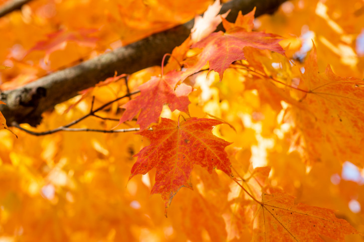 Orange leaves adorn a tree