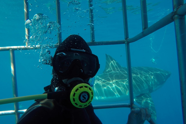 Sam Patel dives among sharks