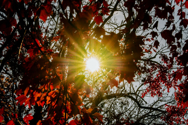 Sun shines through red leaves on a November day