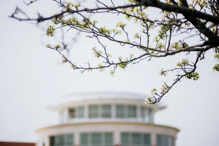 Buds on a tree in front of Green Performing Arts Center