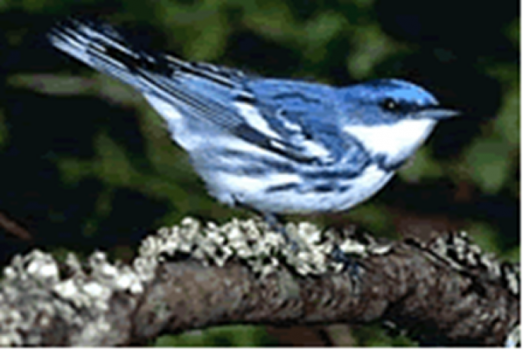 Cerulean warbler