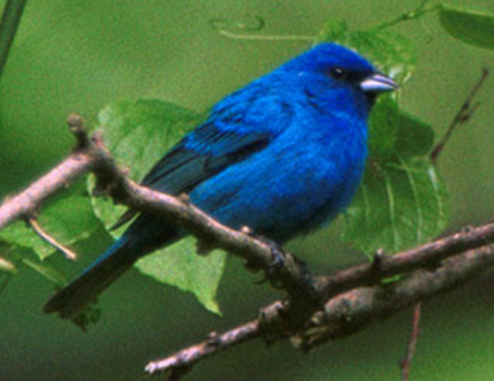 Indigo bunting