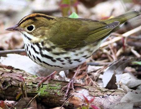 Ovenbird