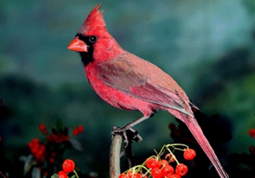 Northern cardinal