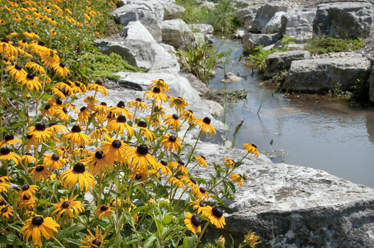 Flowers along a creek at the DePauw Nature Park