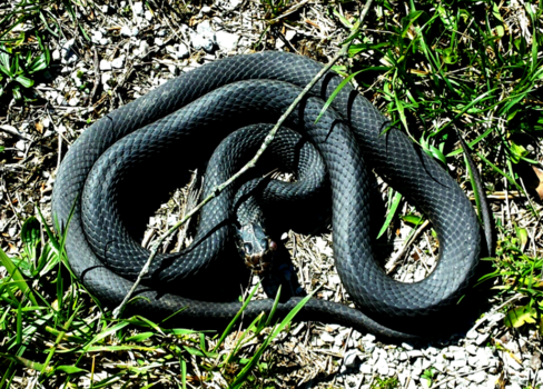 Black rat snake