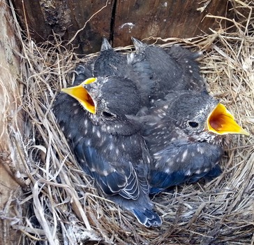 Eastern bluebirds