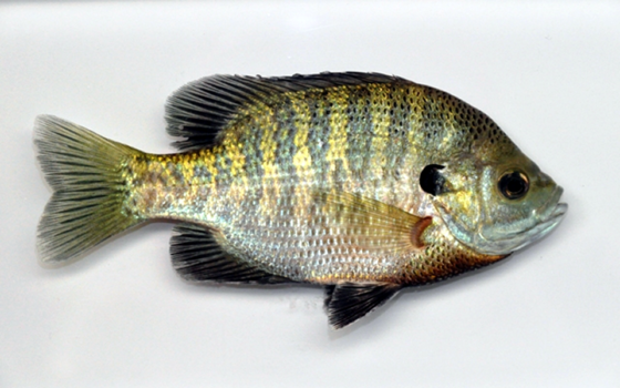 Bluegill