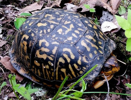 Box turtle