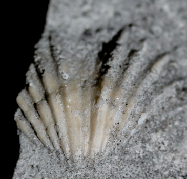 Brachiopod