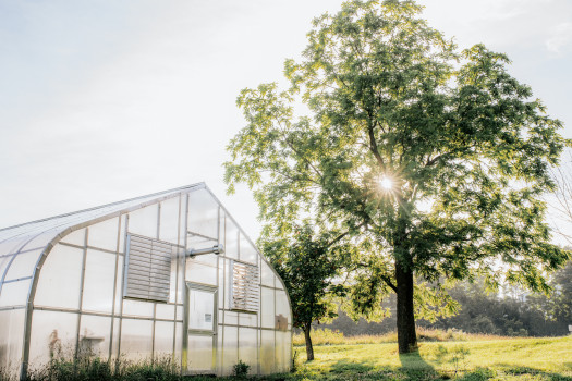 The farm greenhouse sits on the left side of the photo with a walnut tree on the right. A light, morning sun shines through the trees. 