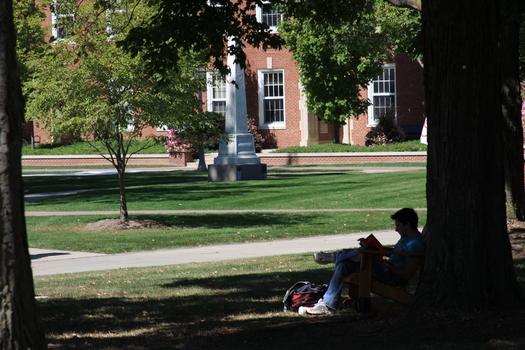 Student studying under a tree on campus