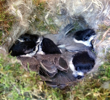 Carolina chickadees