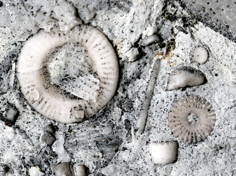 Crinoid stems