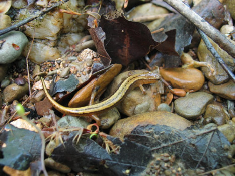 Ecirrigera Adult