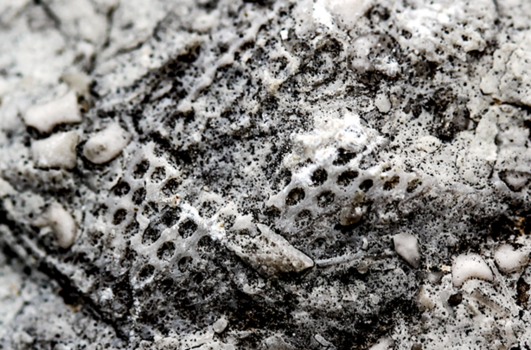 Fan-shaped bryozoan