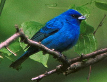 Indigo bunting