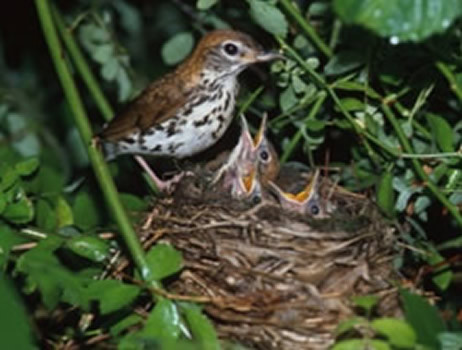 Wood thrush