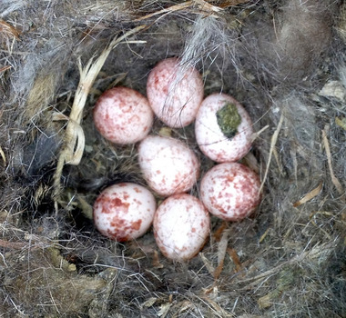 House wren eggs