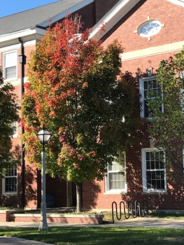 Fall trees with campus building background