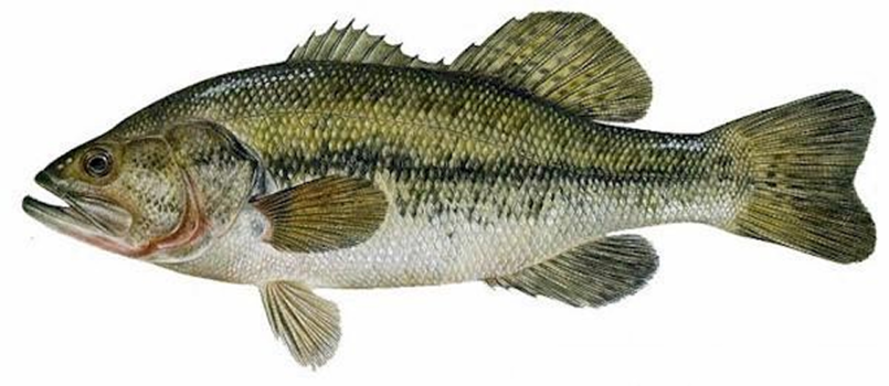 Largemouth bass