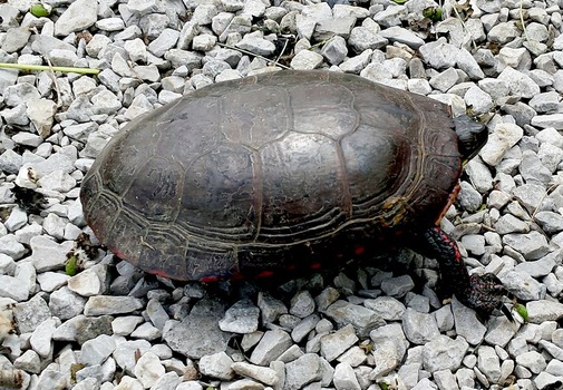 Painted turtle