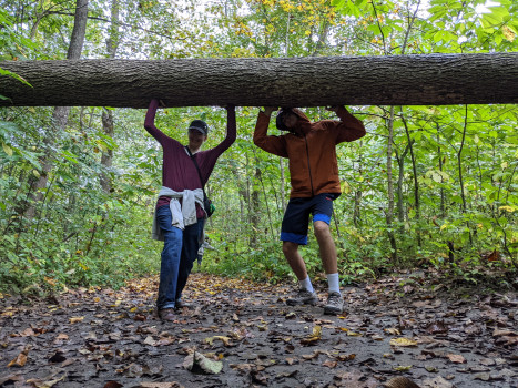 Students in the woods under a fallen tree