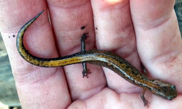 Salamander