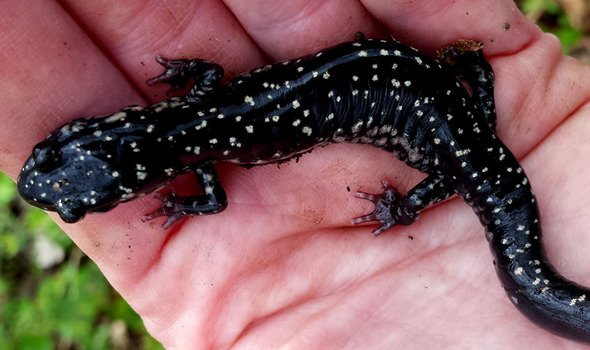 Slimy salamander