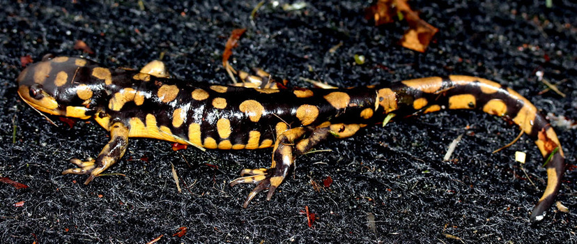 Spotted salamander