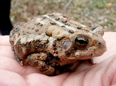 American toad