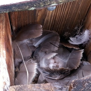 Tree swallow eggs