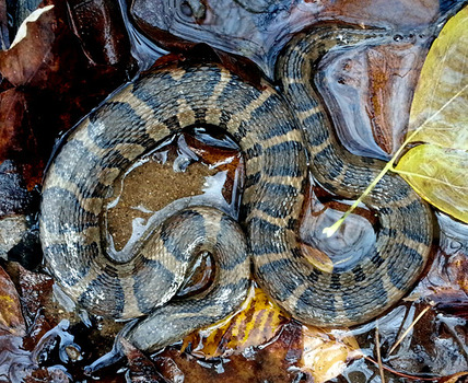 Water snake