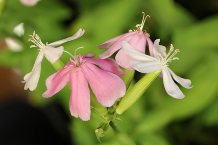 Saponaria officinalis flower