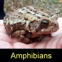 Frog in a hand