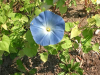 Blue flower