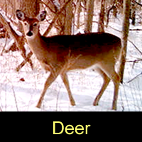 Deer in the snow