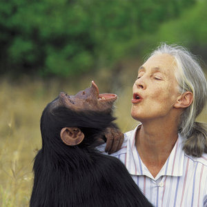 Jane Goodall on Chimpanzees, Language and the Soul - Decent Films