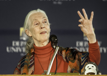 Jane Goodall showing small size with her fingers