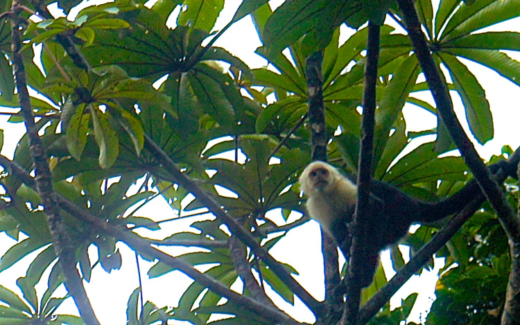 Capuchin Monkey in the Costa Rica forest